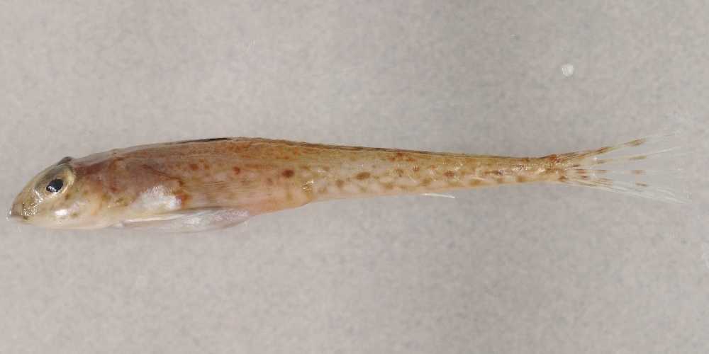 Callionymus lyra Linnaeus, 1758